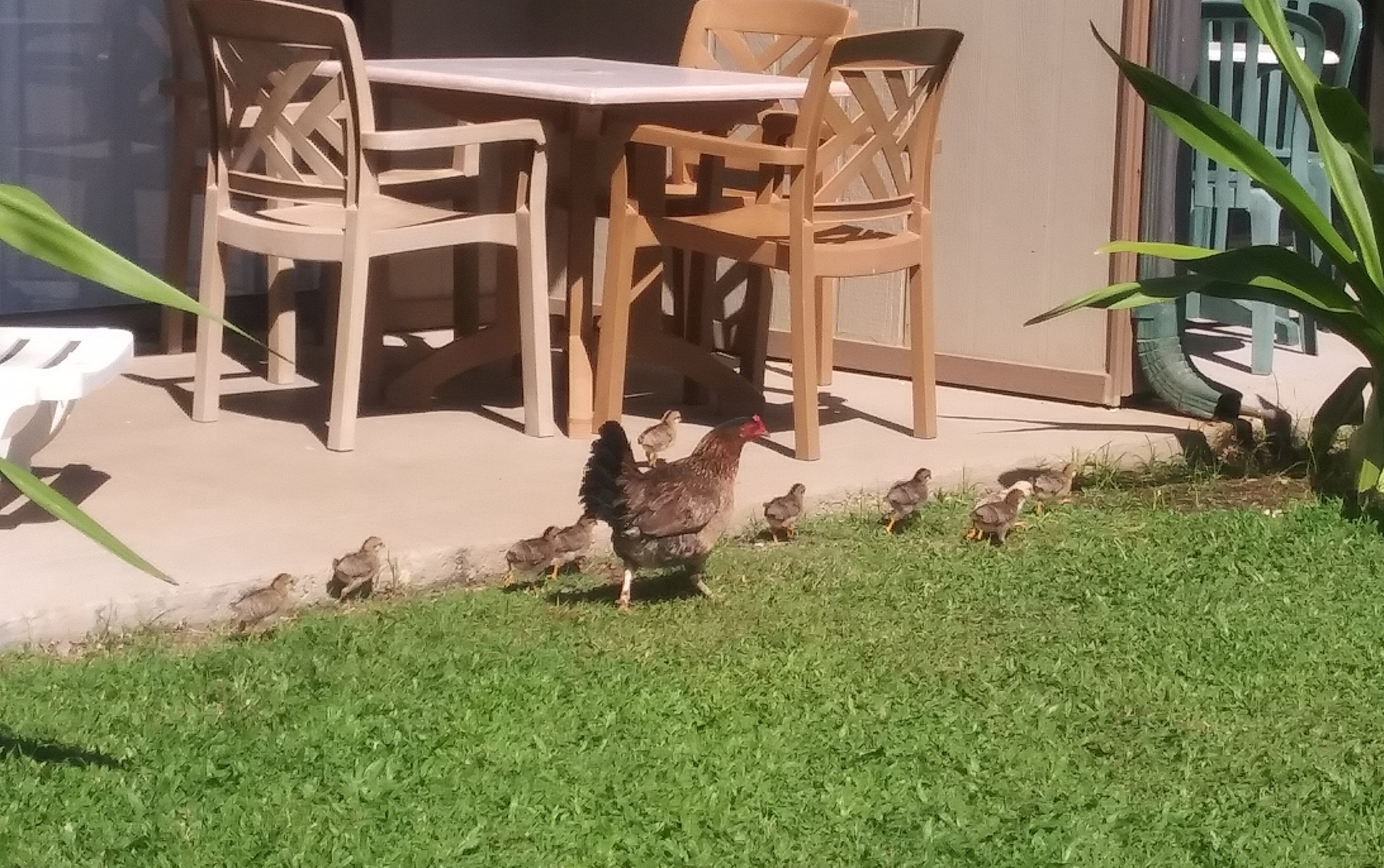 chicks on a field trip